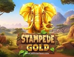 Stampede Gold